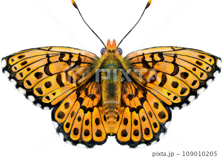 The Pearl Bordered Fritillary. Butterfly watercolor illustration 109010205
