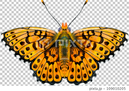 The Pearl Bordered Fritillary. Butterfly watercolor illustration 109010205