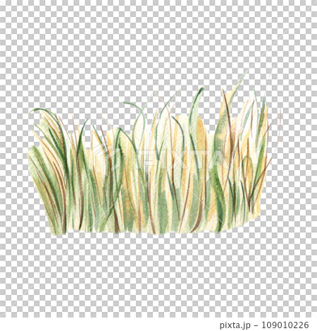 Field of wheat landscape watercolor illustration isolated on white background. Hand drawn grass. View of rye hand painted. Element for design package bread, trade, grocery store, bakery 109010226