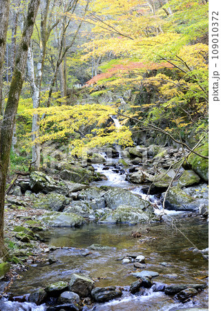 紅葉の花園渓谷 紅葉の花園渓谷 109010372