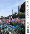 青い花とチューリップ 109010506