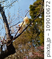 梅の花の蕾 109010672