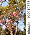 春の訪れを告げる梅の花 109010673