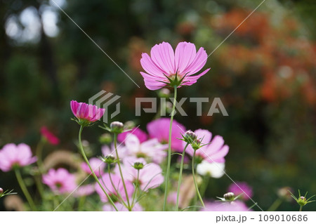 紅葉が背景の花束みたいなコスモス 紅葉が背景の花束みたいなコスモス 109010686