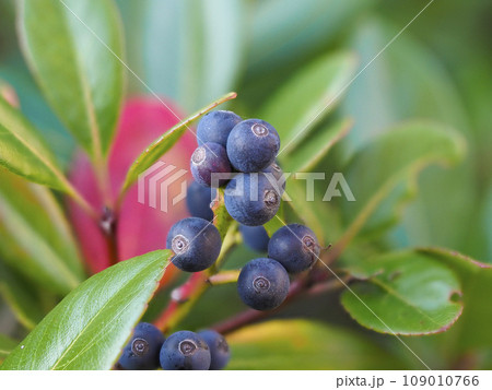 実を付けた公園のシャリンバイ 実を付けた公園のシャリンバイ 109010766