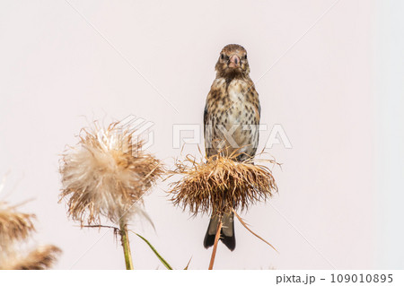 European goldfinch with juvenile plumage, feeding on the seeds of thistles. Carduelis carduelis. 109010895
