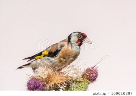 European goldfinch, feeding on the seeds of thistles. Carduelis carduelis. European goldfinch, feeding on the seeds of thistles. Carduelis carduelis. 109010897