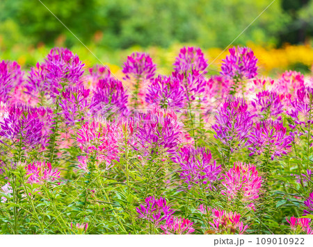 Group of purple and red Cleome hassleriana flowers or Spinnenblume or Cleome spinosa is on a green blurred background Group of purple and red Cleome hassleriana flowers or Spinnenblume or Cleome spinosa is on a green blurred background 109010922
