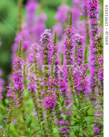 Summer Flowering Purple Loosestrife, Lythrum tomentosum on a green blured background. Summer Flowering Purple Loosestrife, Lythrum tomentosum on a green blured background. 109010926