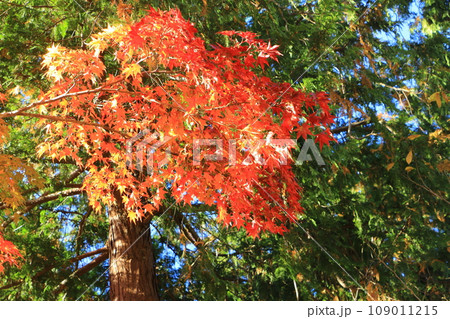山中湖の紅葉 109011215