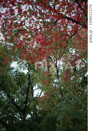 徐々に紅葉していくモミジ 109012379