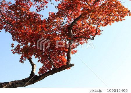 青空をバックに映る紅葉 Momiji behind blue sky 109012406