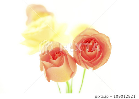明るく華やかなオレンジと黄色いバラ 明るく華やかなオレンジと黄色いバラ 109012921