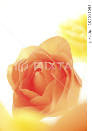 明るいオレンジと黄色のバラ 明るいオレンジと黄色のバラ 109013098
