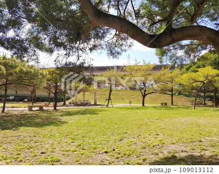 沖縄 那覇市漫湖公園20 沖縄 那覇市漫湖公園20 109013112