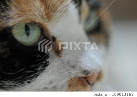 眼光鋭く見ている自宅の三毛猫さん 109013165