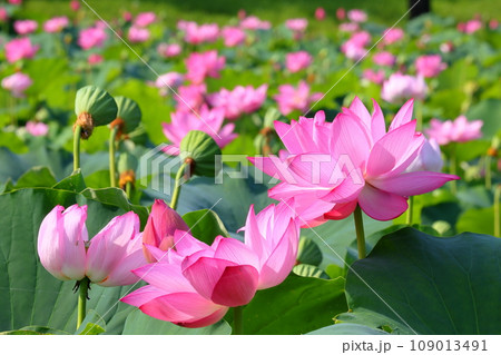 埼玉県行田市小針　古代蓮の里の古代蓮池一面に咲く行田蓮のクローズアップ 109013491
