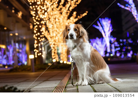 イルミネーションと横向きでおすわりをするコーイケルホンディエ イルミネーションと横向きでおすわりをするコーイケルホンディエ 109013554