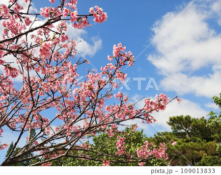 沖縄　那覇市漫湖公園28　緋寒桜 109013833