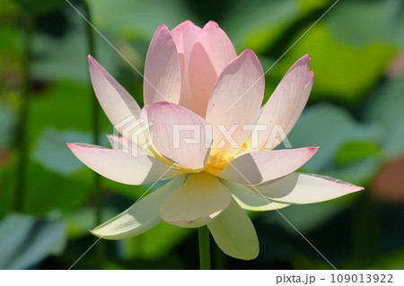 埼玉県行田市小針 古代蓮の里の水生植物園に咲く花蓮の品種のひとつ甲斐姫のクローズアップ 埼玉県行田市小針 古代蓮の里の水生植物園に咲く花蓮の品種のひとつ甲斐姫のクローズアップ 109013922