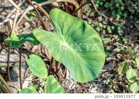 東南アジア原産が原産サトイモの葉【若葉】 東南アジア原産が原産サトイモの葉【若葉】 109013977