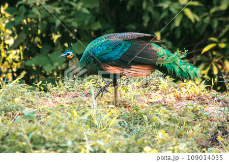 Peacock walking in the grass, Peacock is the largest pheasant bird, males have long, colorful tail feathers. 109014035