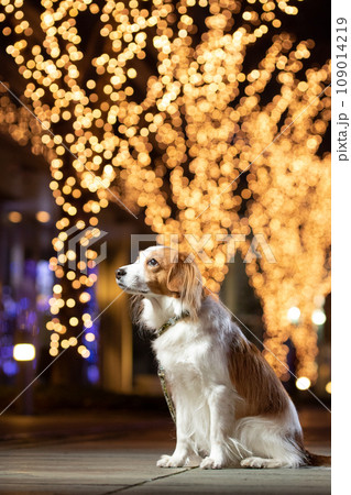 イルミネーションと横向きでおすわりをするコーイケルホンディエ 109014219