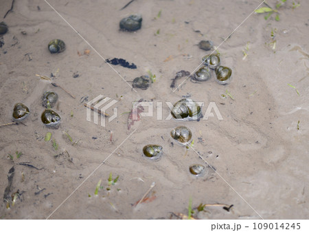 タニシ(田螺) タニシ(田螺) 109014245