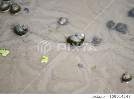 タニシ（田螺） 109014248