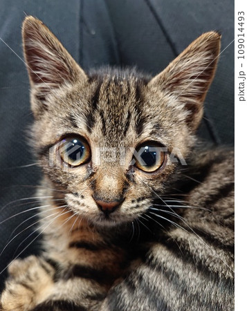 カメラ目線の猫 カメラ目線の猫 109014493
