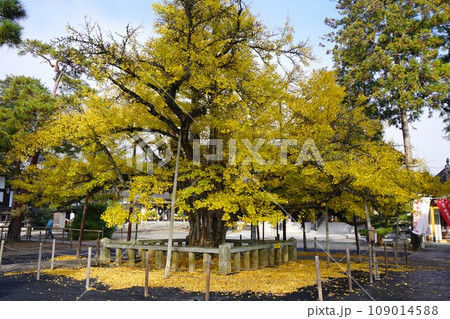 岡山県久米南町にある浄土宗の寺「誕生寺」(法然上人生誕地):久米南町指定天然記念物の大銀杏 岡山県久米南町にある浄土宗の寺「誕生寺」(法然上人生誕地):久米南町指定天然記念物の大銀杏 109014588