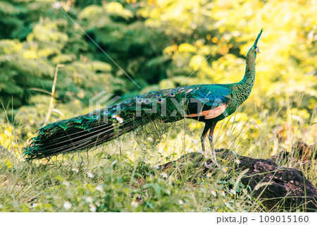 Peacock is the largest pheasant bird, males have long, colorful tail feathers. 109015160