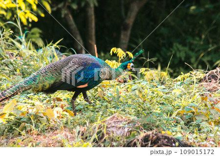 Peacock is the largest pheasant bird, males have long, colorful tail feathers. 109015172