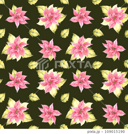 Watercolor painted illustration of pink yellow poinsettia, pulcherrima flowers, leaves seamless pattern. Traditional plant for Christmas, New Year decor, wrapping, cover art. Isolated dark background 109015190