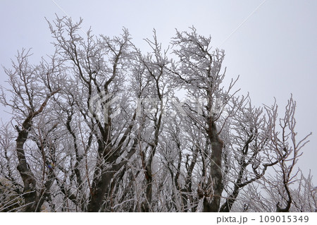 It is a winter mountain landscape with beautiful snowy scenery. 109015349