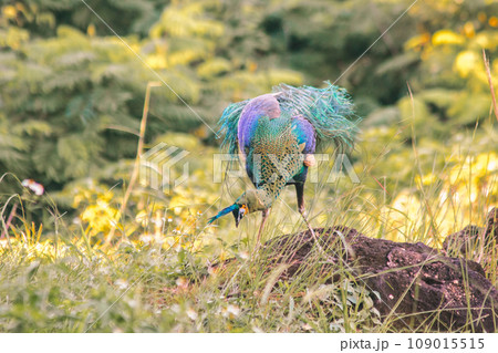 Peacock walking in the grass, Peacock is the largest pheasant bird, males have long, colorful tail feathers. 109015515