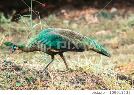Peacock walking in the grass, Peacock is the largest pheasant bird, males have long, colorful tail feathers. Peacock walking in the grass, Peacock is the largest pheasant bird, males have long, colorful tail feathers. 109015535