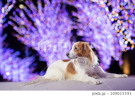 イルミネーションと横向きでふせるコーイケルホンディエ 109015591