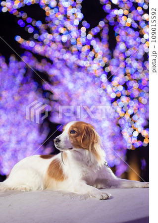 イルミネーションと横向きでふせるコーイケルホンディエ 109015592