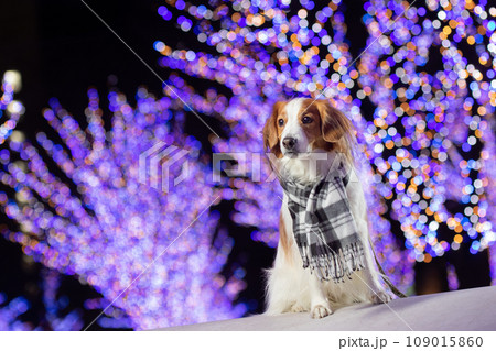 イルミネーションとマフラーをしてお座りポーズをするコーイケルホンディエ 109015860