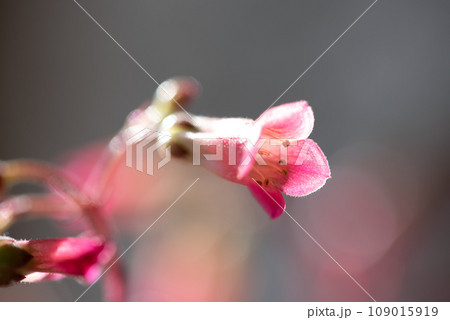 エンゼルランプの花 109015919