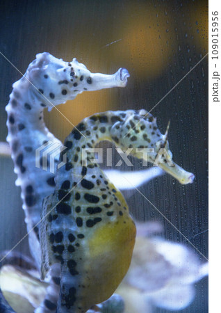 タツノオトシゴ 109015956