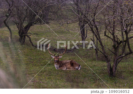 Beautiful deer with big horns walk in the forest, park. Deer eat grass. Beautiful foggy morning. Deer graze on the lawn. National Park with animals, deer. 109016052