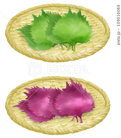 ザルにのった紫蘇のイラストセット 109016068