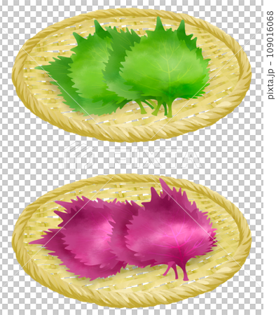 Illustration set of shiso on a colander 109016068