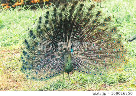 The peacock spreads its tail, The peacock spreads its tail and is considered unique to the male peacock. To get the attention of the female peacock 109016250