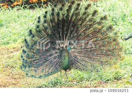 The peacock spreads its tail, The peacock spreads its tail and is considered unique to the male peacock. To get the attention of the female peacock The peacock spreads its tail, The peacock spreads its tail and is considered unique to the male peacock. To get the attention of the female peacock 109016251
