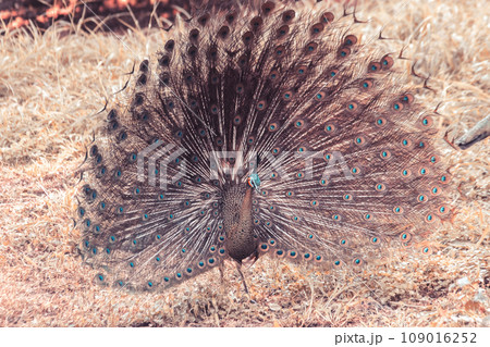 The peacock spreads its tail, The peacock spreads its tail and is considered unique to the male peacock. To get the attention of the female peacock 109016252