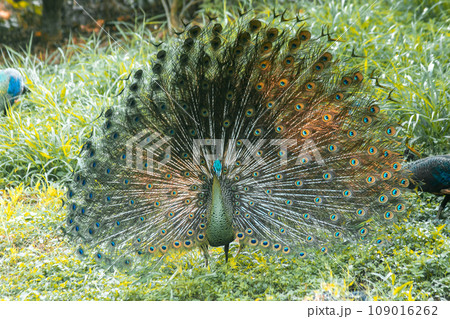 The peacock spreads its tail, The peacock spreads its tail and is considered unique to the male peacock. To get the attention of the female peacock 109016262