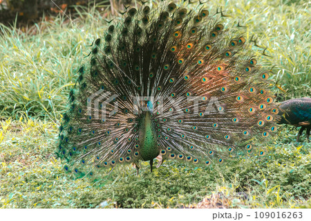 The peacock spreads its tail, The peacock spreads its tail and is considered unique to the male peacock. To get the attention of the female peacock 109016263